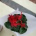 大盆仙客来带花发货室内花卉观花植物
