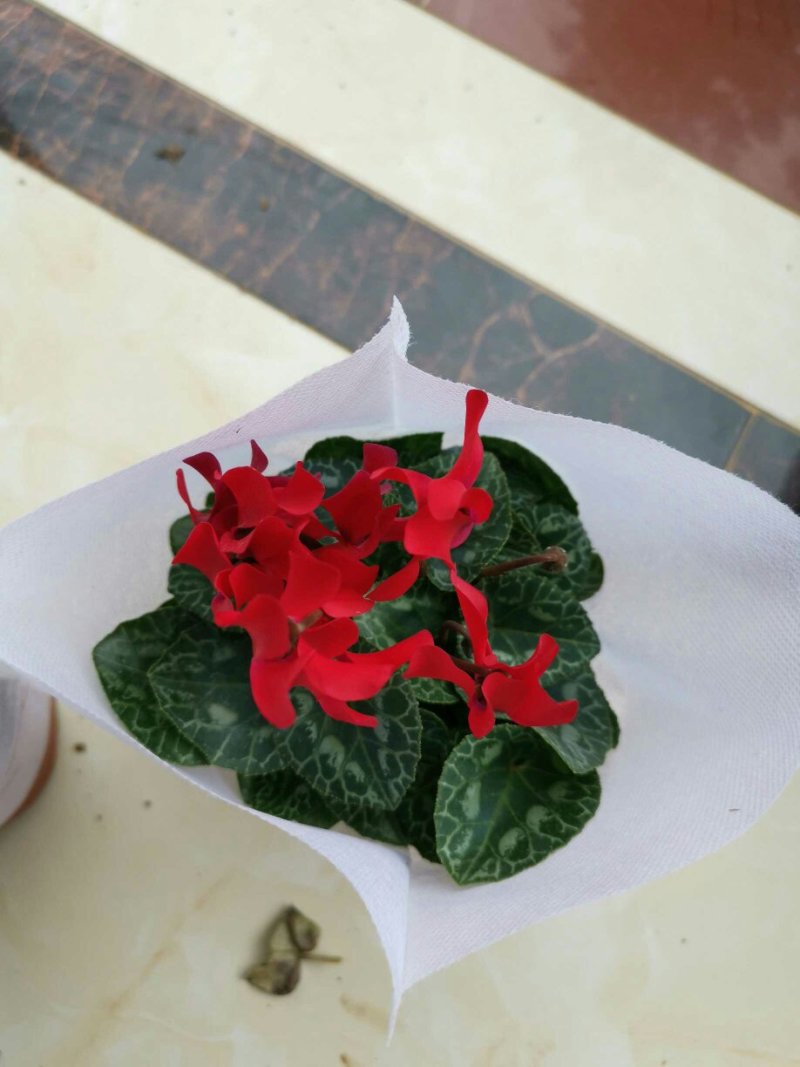 大盆仙客来带花发货室内花卉观花植物