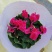 大盆仙客来带花发货室内花卉观花植物
