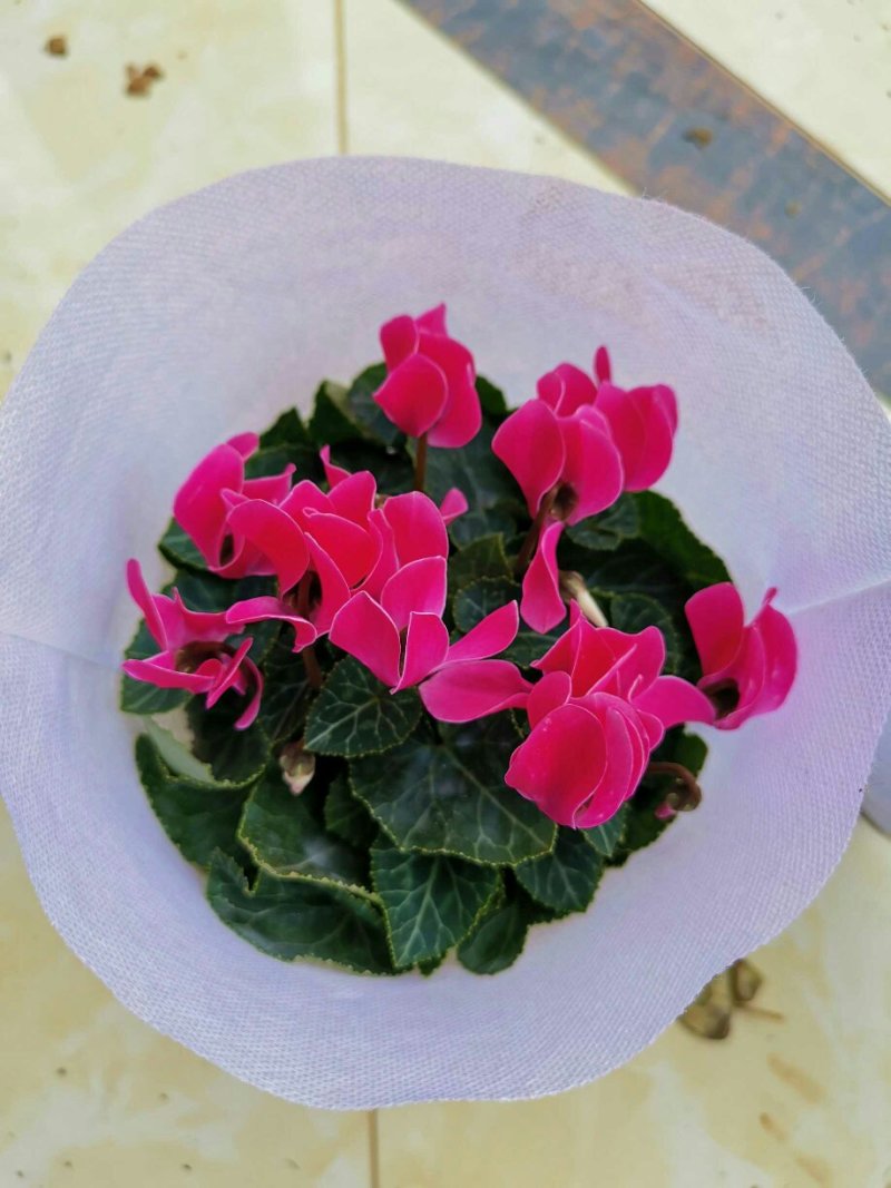 大盆仙客来带花发货室内花卉观花植物