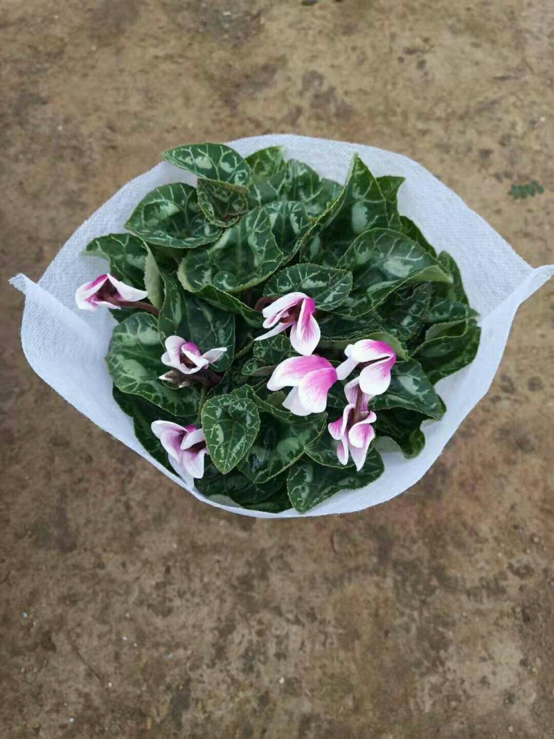 大盆仙客来带花发货室内花卉观花植物