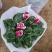 大盆仙客来带花发货室内花卉观花植物
