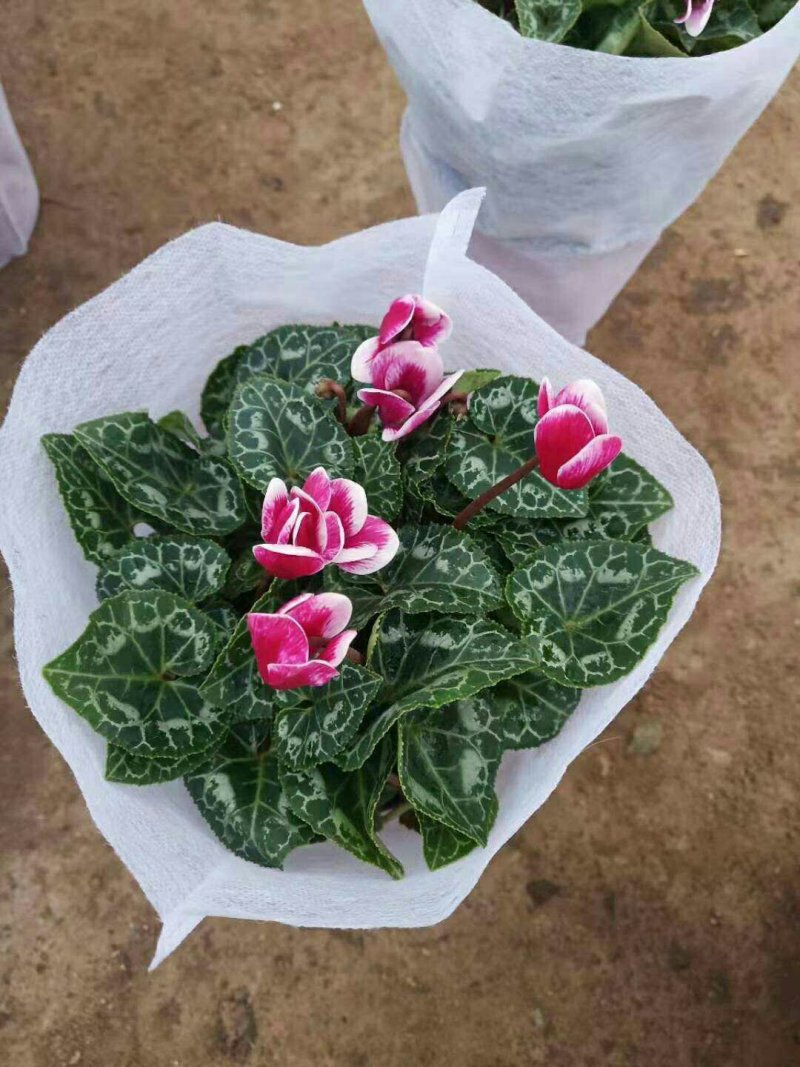大盆仙客来带花发货室内花卉观花植物