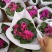 大盆仙客来带花发货室内花卉观花植物