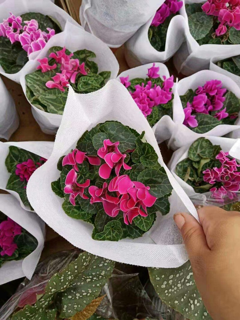 大盆仙客来带花发货室内花卉观花植物