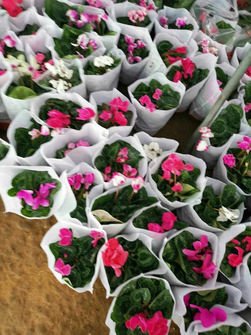 大盆仙客来带花发货室内花卉观花植物
