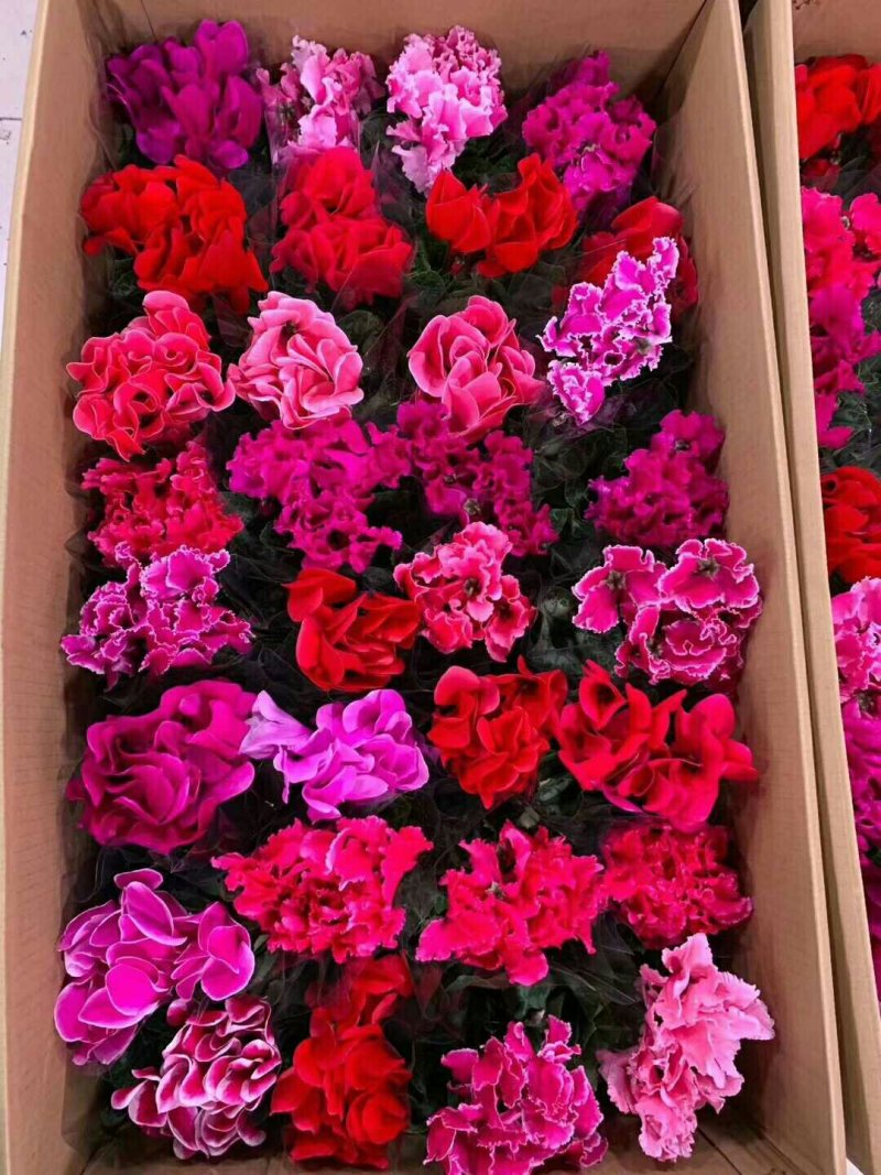 大盆仙客来带花发货室内花卉观花植物