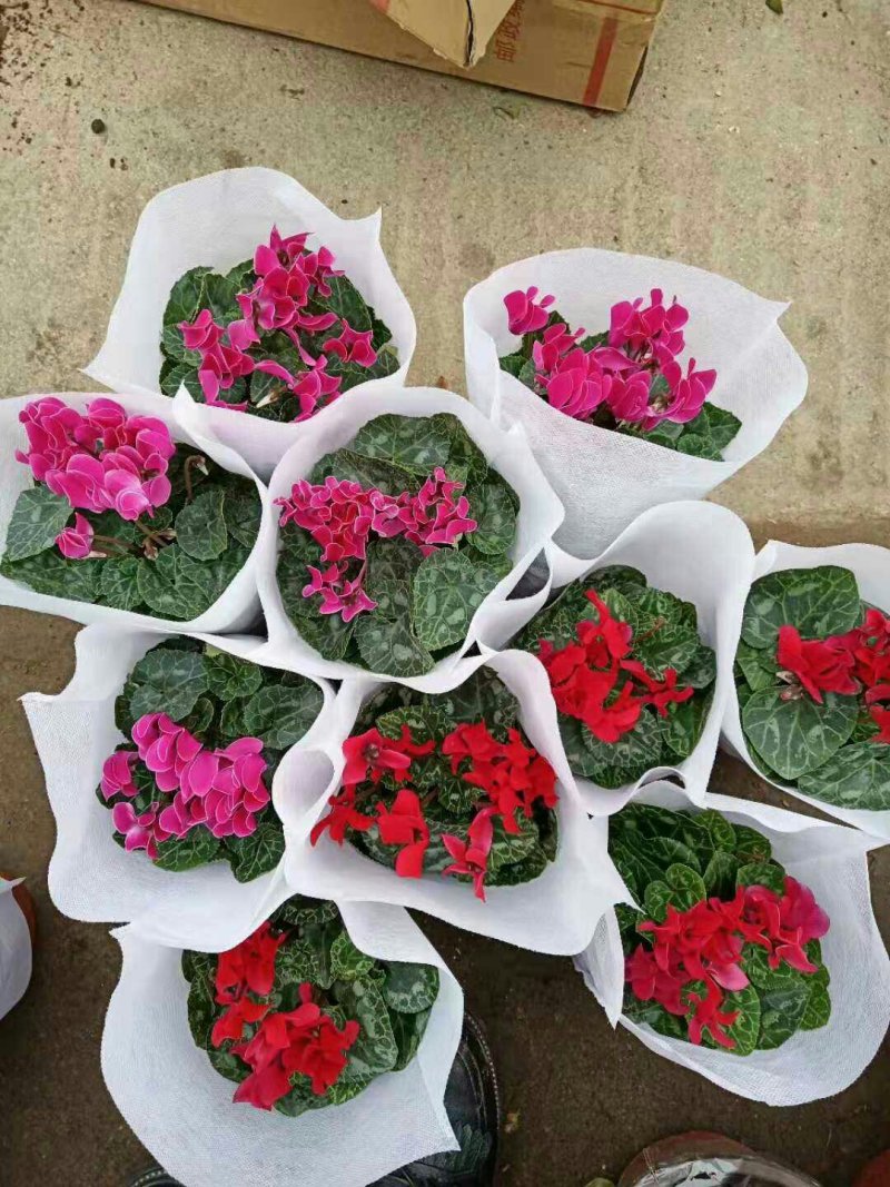 大盆仙客来带花发货室内花卉观花植物