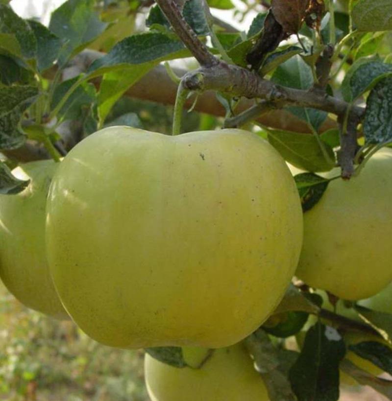 水蜜桃苹果苗，甜出新高度:包成活，包品种包邮