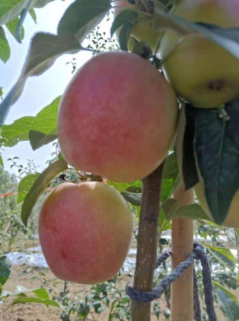 水蜜桃苹果苗，甜出新高度:包成活，包品种包邮