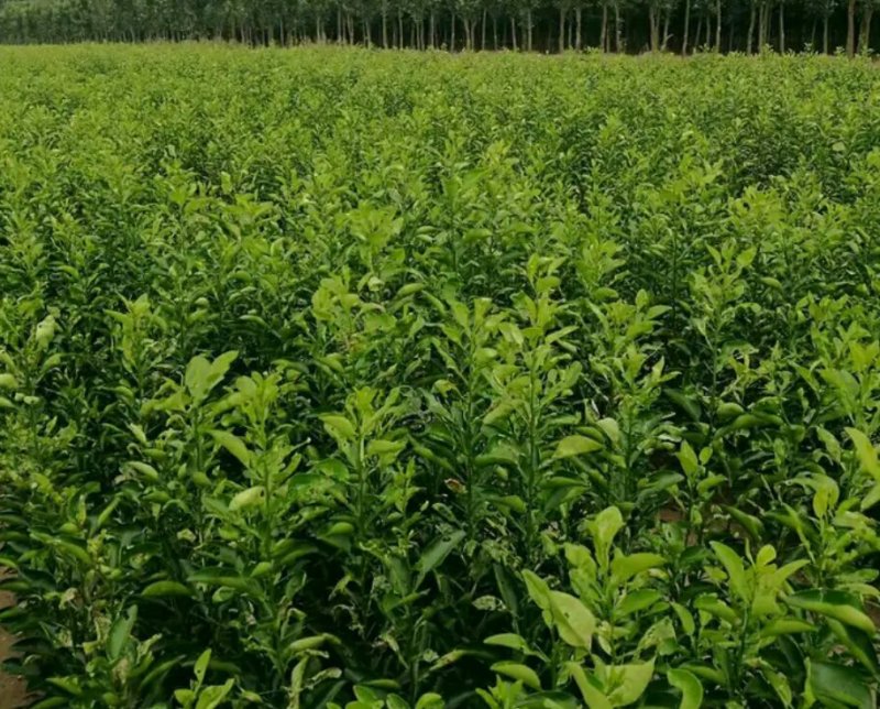 当年擦木小苗檫木小苗檫木小苗批发