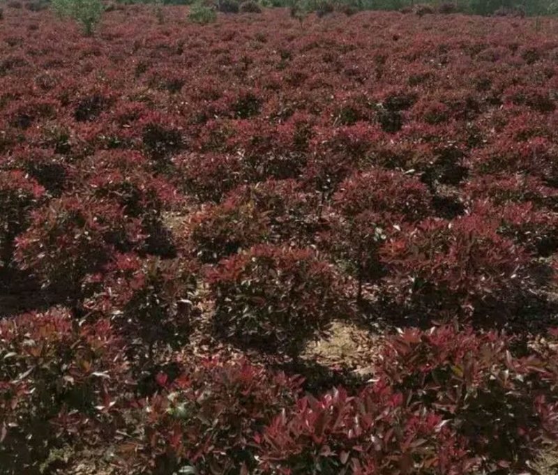 当年擦木小苗檫木小苗檫木小苗批发