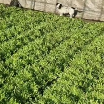 辽宁沈阳苦菊又涨价了