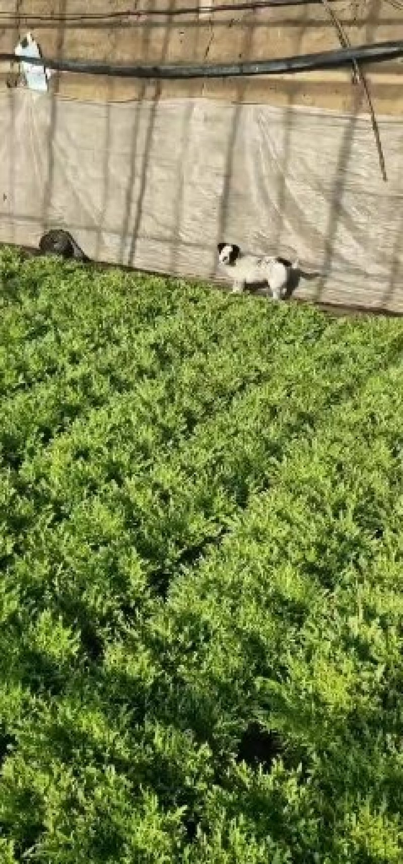 辽宁沈阳苦菊又涨价了