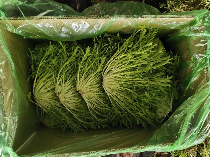 辽宁沈阳苦菊又涨价了