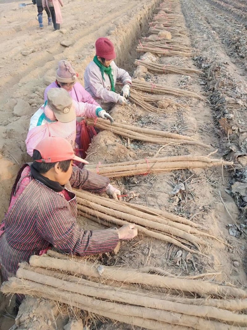 常年供应基地牛蒡，保证残留不超标