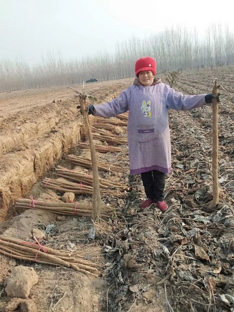 常年供应基地牛蒡，保证残留不超标