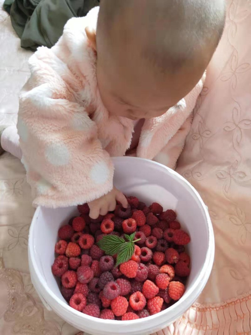 树莓红树莓双季红树莓苗树莓苗红树莓苗