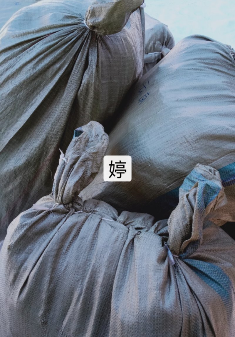树莓红树莓双季红树莓苗树莓苗红树莓苗