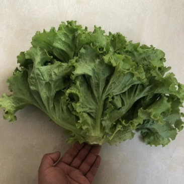 辽宁沈阳生菜又涨价了