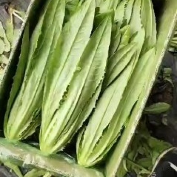 油麦菜