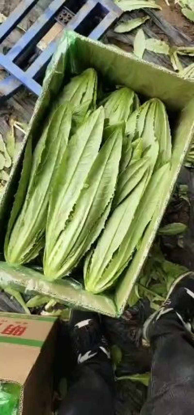 油麦菜