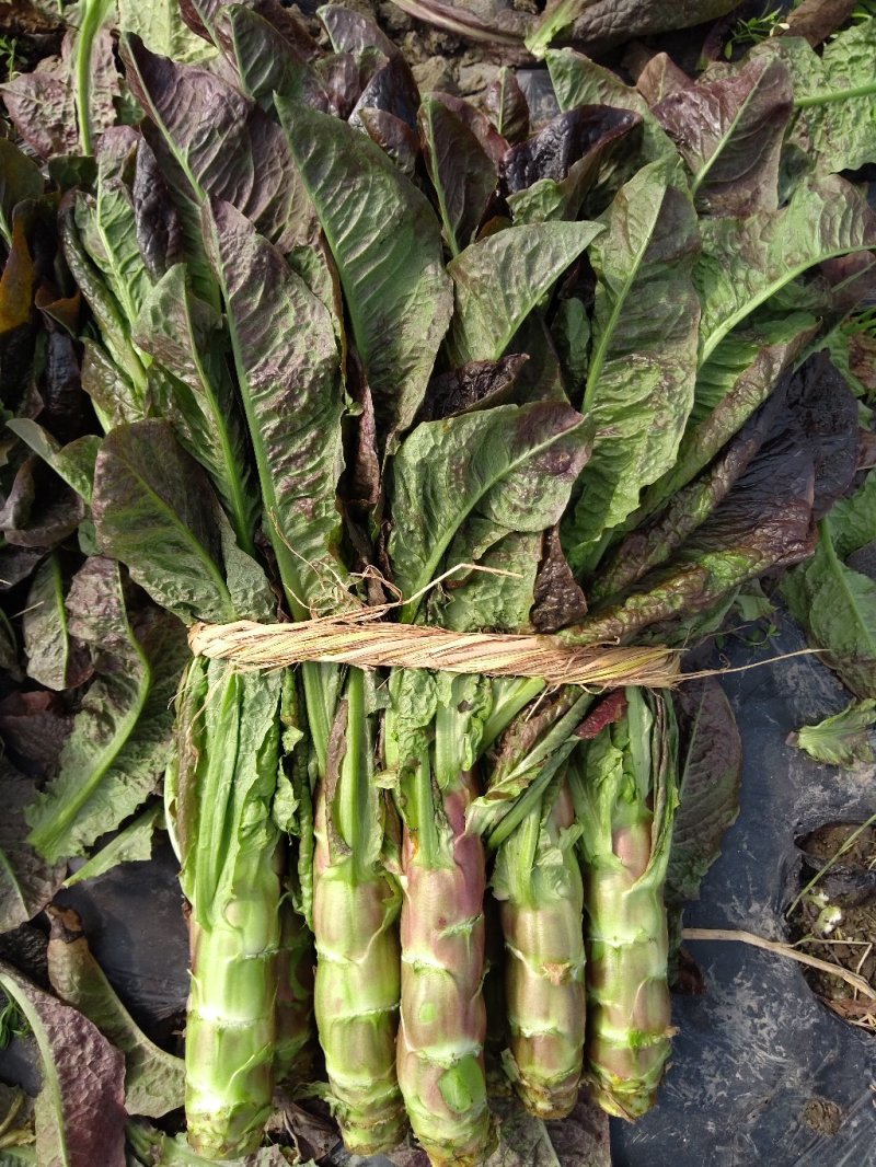 红尖叶香莴苣1~1.5斤40~50cm，万亩基地，一