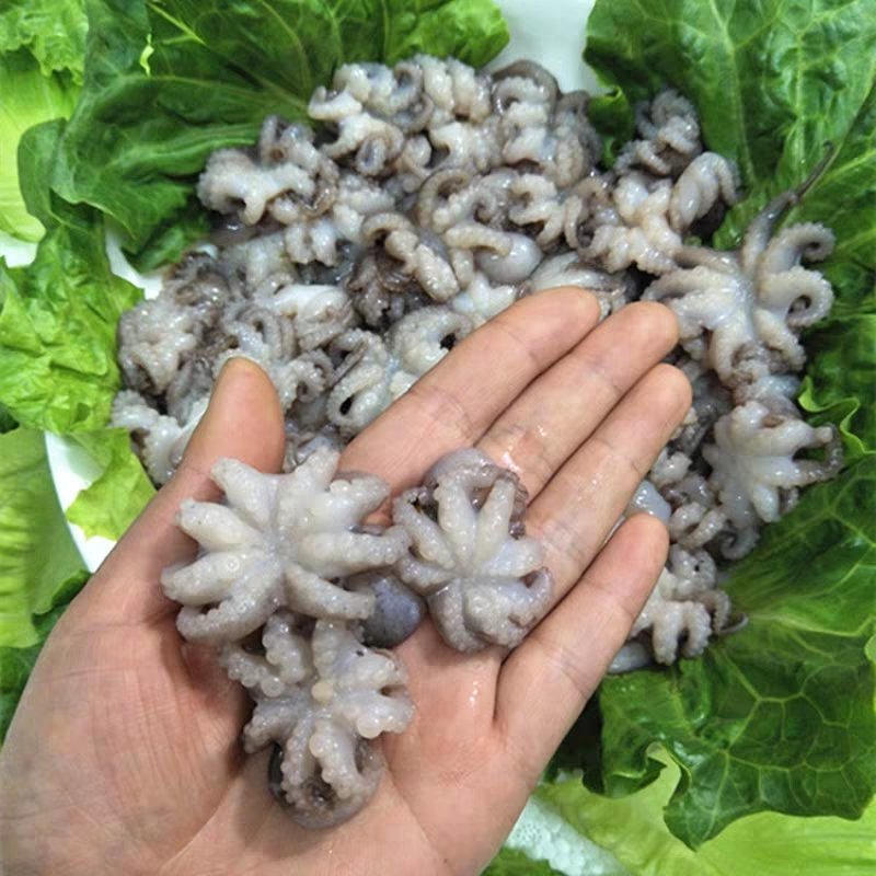 新鲜迷你八爪鱼海鲜冷冻小章鱼八抓鱼10斤火锅食材专用