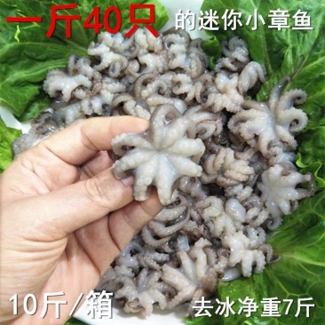 新鲜迷你八爪鱼海鲜冷冻小章鱼八抓鱼10斤火锅食材专用