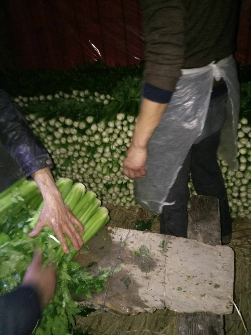 西芹，四川芹菜，精品川芹大量上市了。。