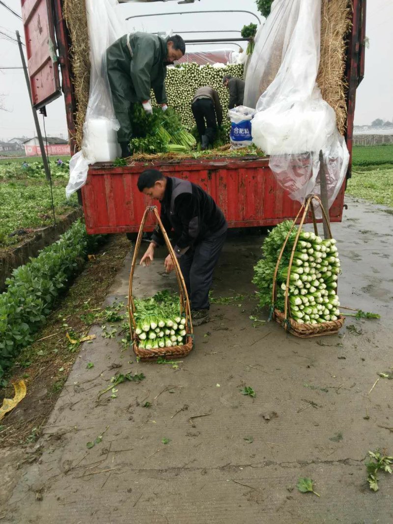 西芹，四川芹菜，精品川芹大量上市了。。