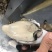 生蚝
