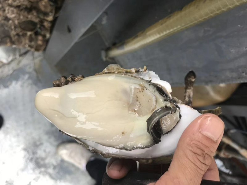 生蚝