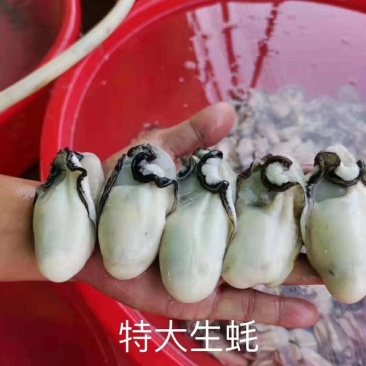 生蚝