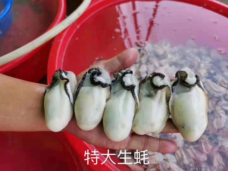 生蚝