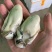 生蚝