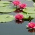 睡莲根块带芽送河塘泥观花叶植物耐寒耐热