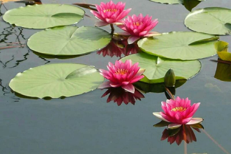 睡莲根块带芽送河塘泥观花叶植物耐寒耐热