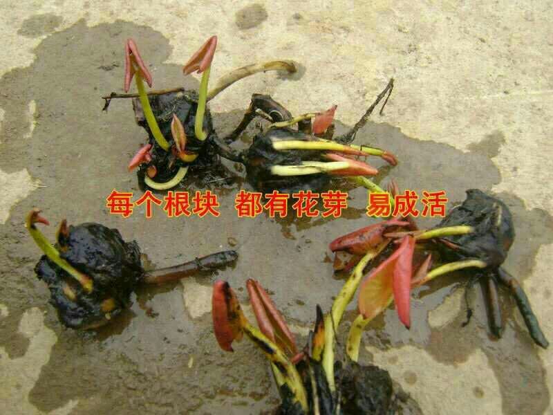 睡莲根块带芽送河塘泥观花叶植物耐寒耐热