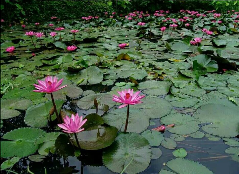 睡莲根块带芽送河塘泥观花叶植物耐寒耐热