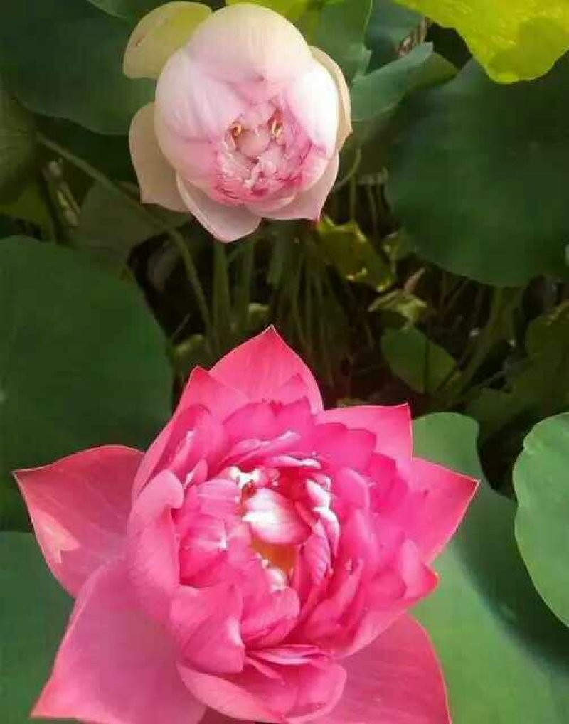 睡莲根块带芽送河塘泥观花叶植物耐寒耐热