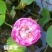 睡莲根块带芽送河塘泥观花叶植物耐寒耐热