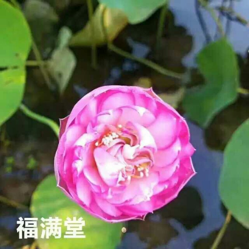 睡莲根块带芽送河塘泥观花叶植物耐寒耐热