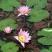 睡莲根块带芽送河塘泥观花叶植物耐寒耐热