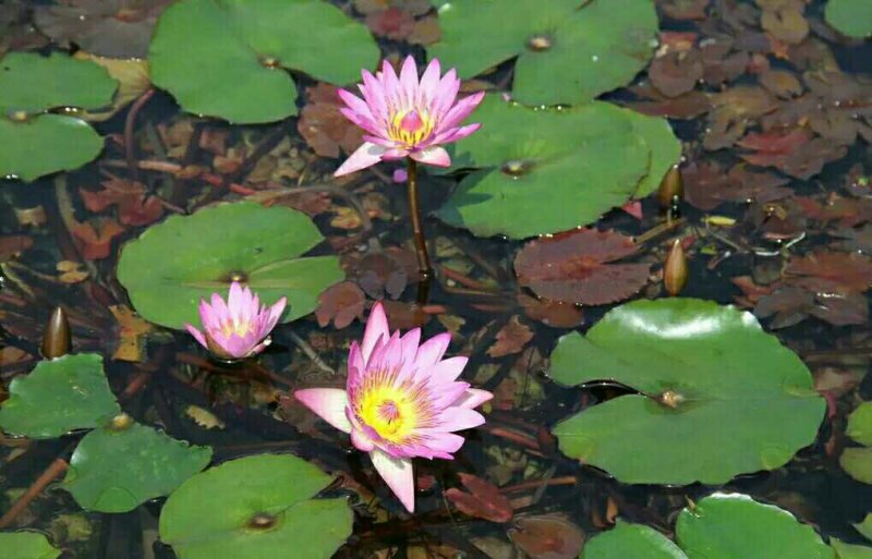 睡莲根块带芽送河塘泥观花叶植物耐寒耐热
