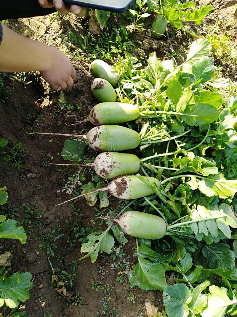 青萝卜1斤~2.5斤，纯基地手选货