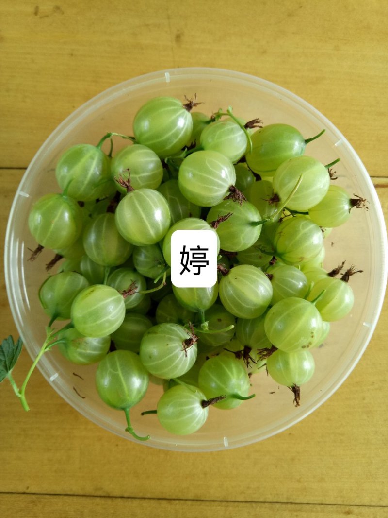 灯笼果苗灯笼果树苗醋栗品种纯正现挖先发成活率高
