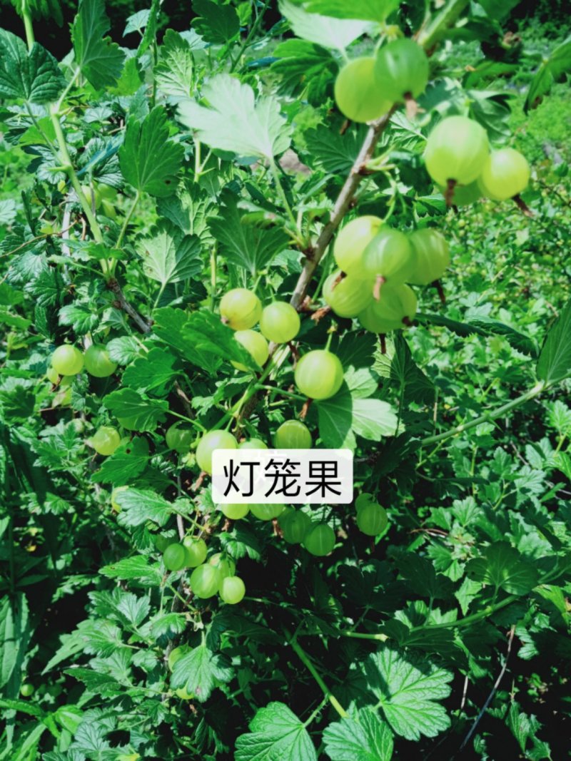 灯笼果苗灯笼果树苗醋栗品种纯正现挖先发成活率高