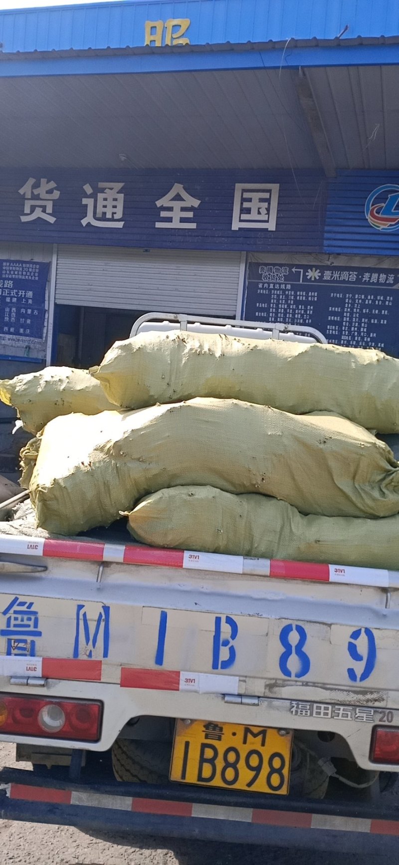 前期杨树金蝉卵枝条，24年产新，批发零售，量大优惠