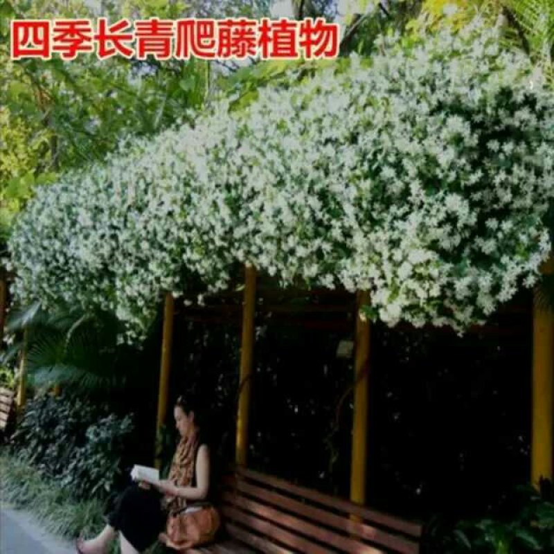 风车茉莉花苗爬藤植物大苗银丝茉莉花盆栽室内四季开花